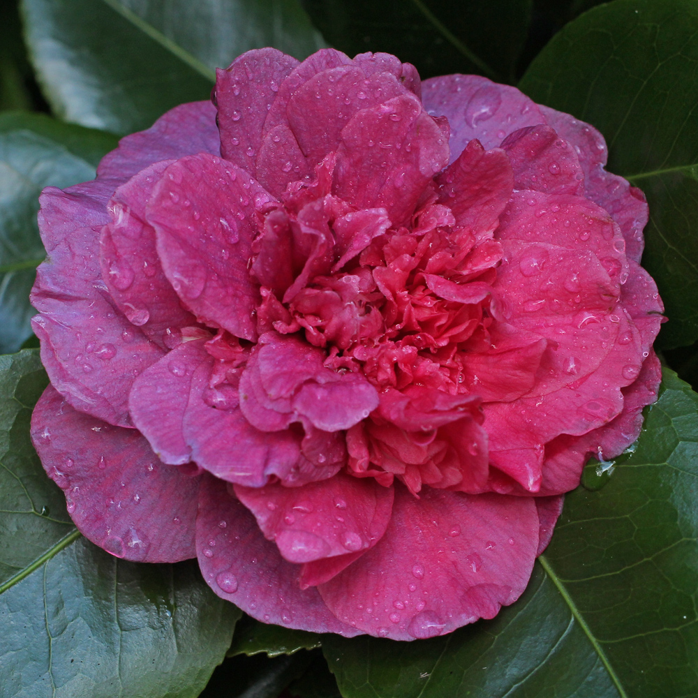 Camellia japonica 'Dona Herzilia de Freitas Magalhaes'