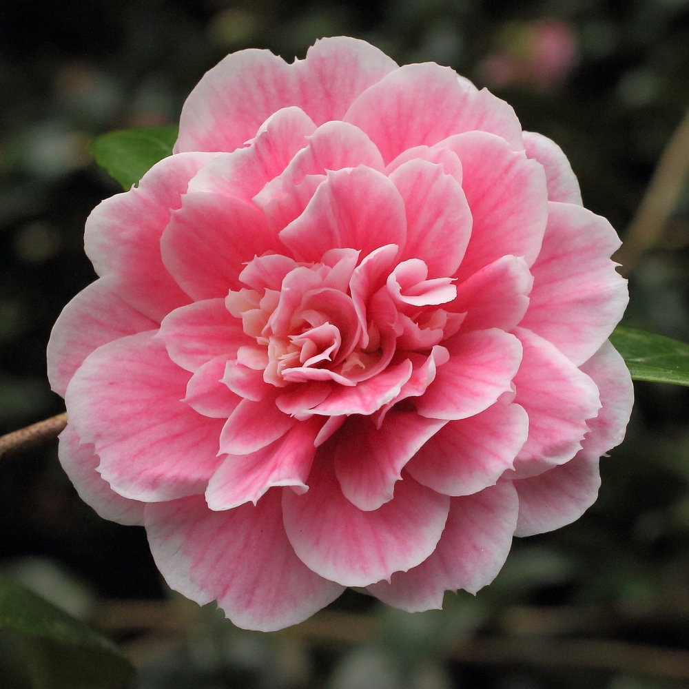 Camellia japonica 'Duchesse Decazes'