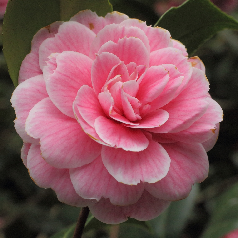 Camellia japonica 'Duchesse Decazes'