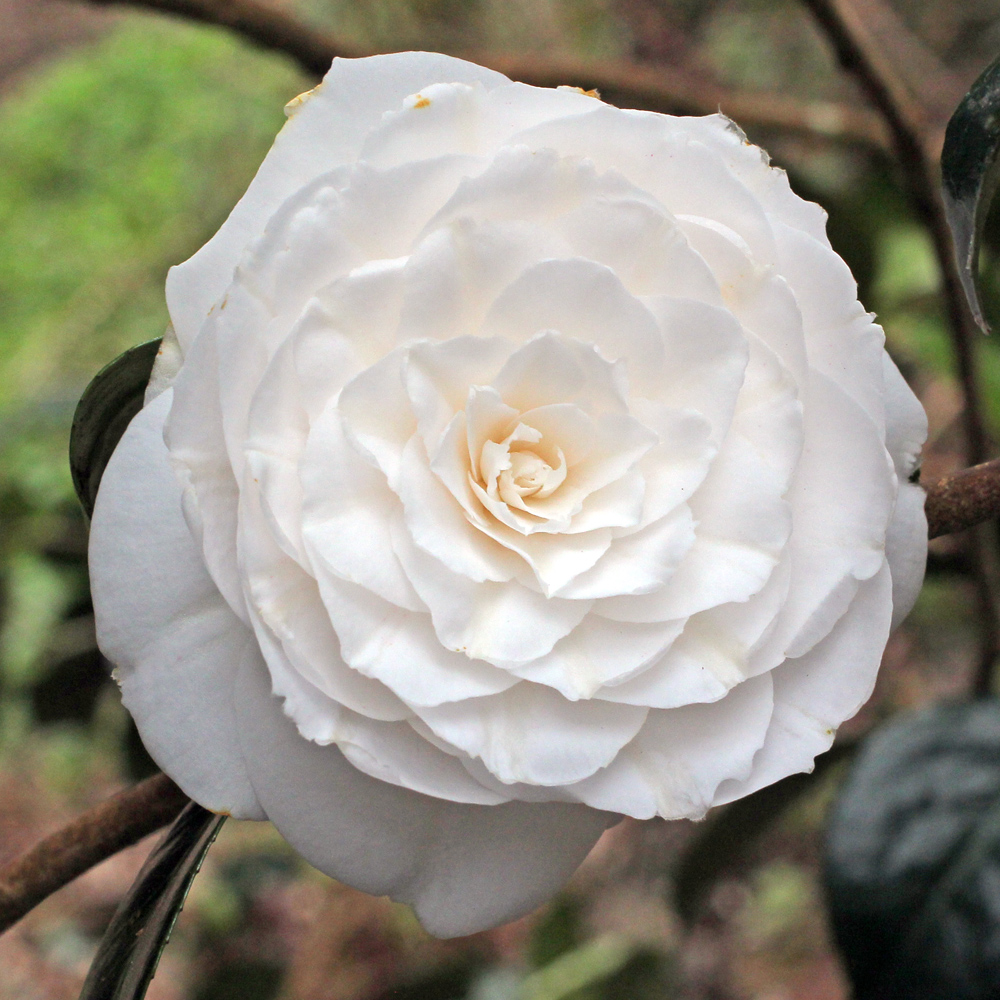 Camellia japonica 'Elisabeth'