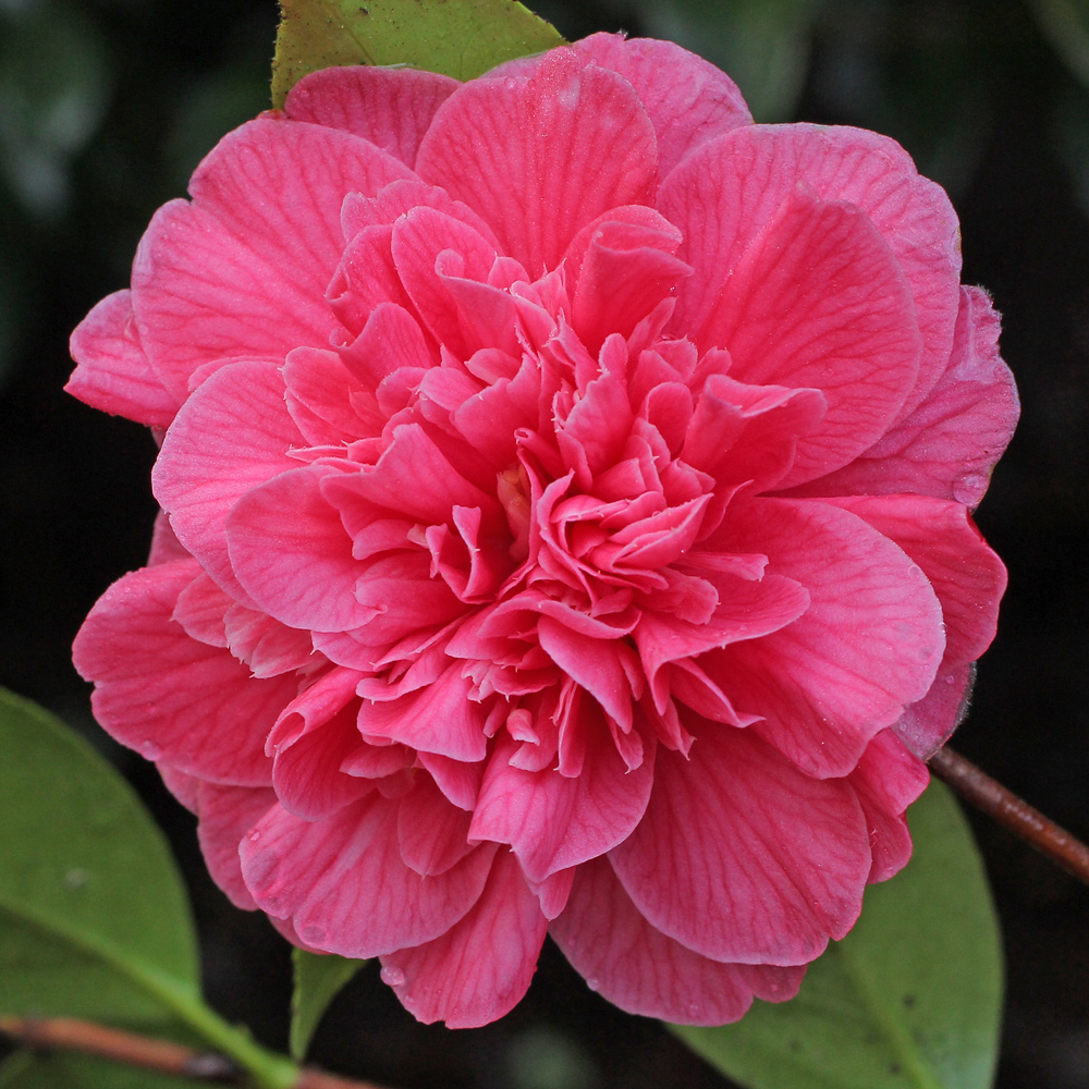 Camellia japonica 'Eugene Lizé'