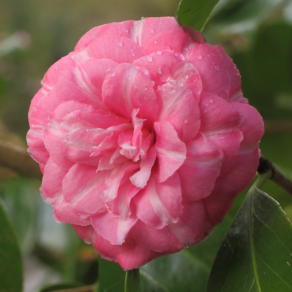 Camellia japonica 'Faustina'