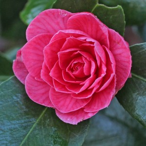 Camellia japonica 'Fred Sander'