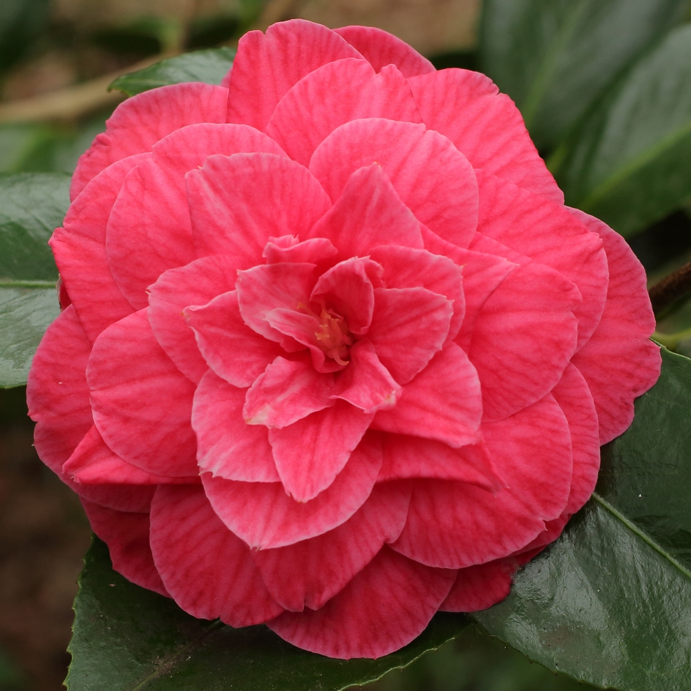 Camellia japonica 'Fred Sander'