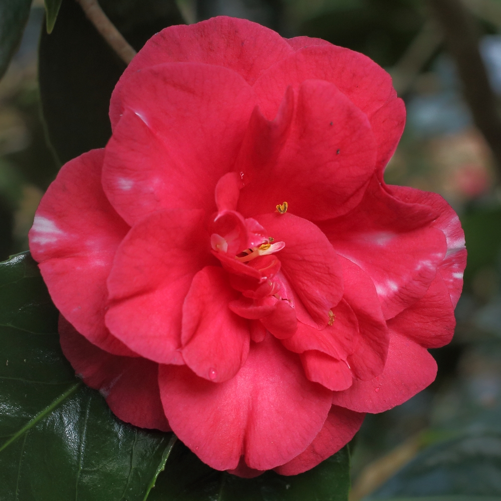 Camellia japonica 'Gigantea'