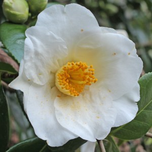 Camellia japonica 'Hectotiana'