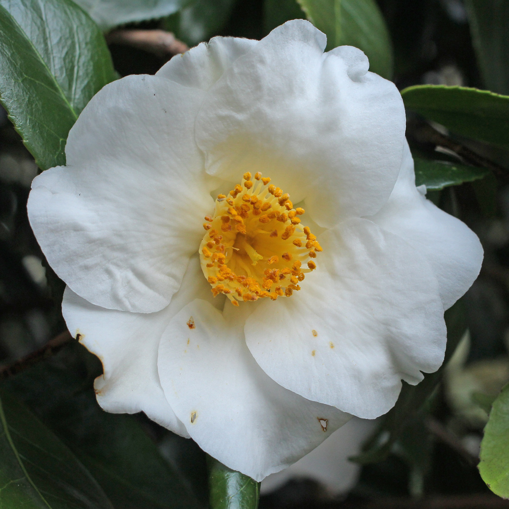Camellia japonica 'Hectotiana'