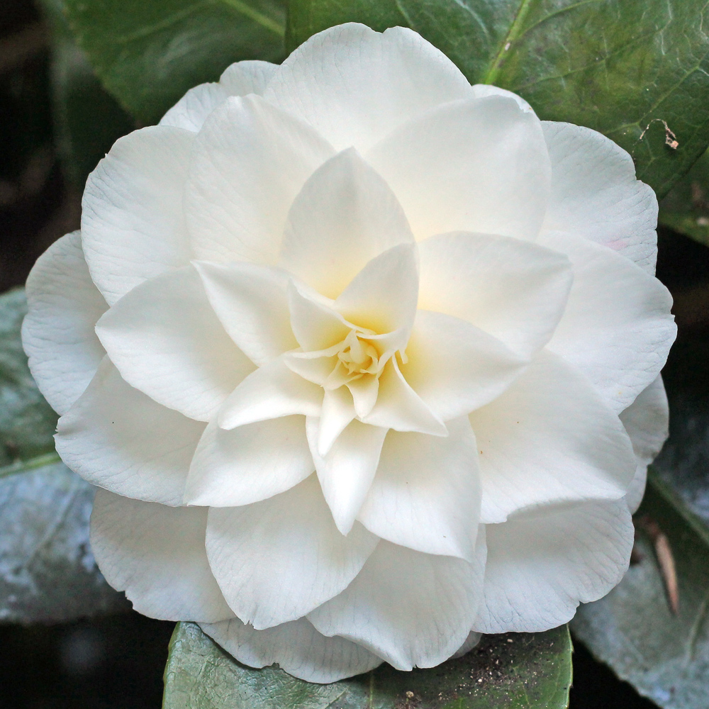 Camellia japonica 'Lalla Rookh'