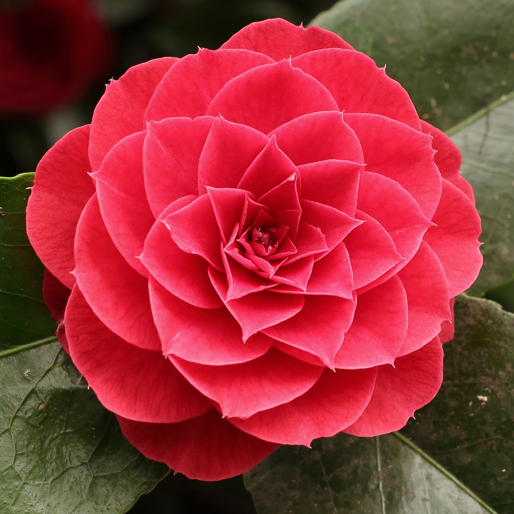 Camellia japonica 'Madame Lebois'