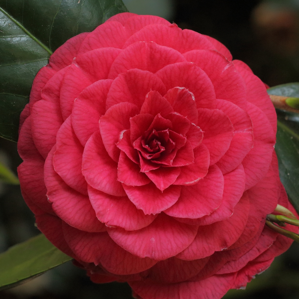 Camellia japonica 'Margherita Coleoni'