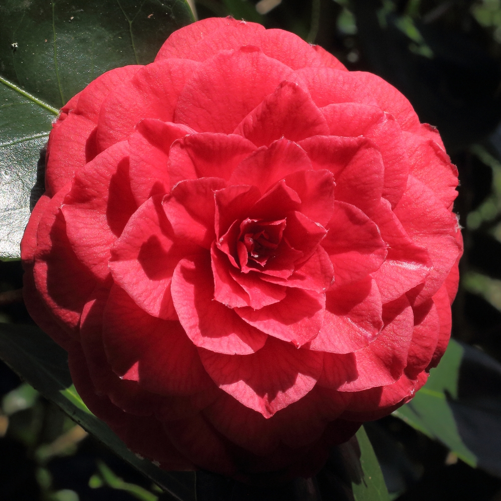 Camellia japonica 'Margherita Coleoni'