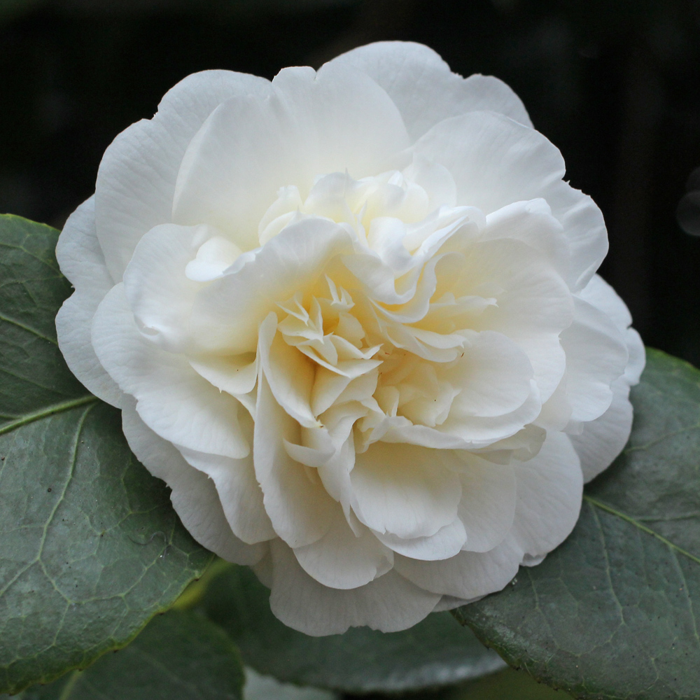 Camellia japonica 'Nobilissima'
