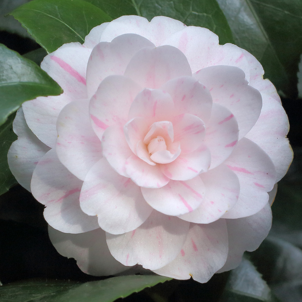 Camellia japonica 'Picturata'