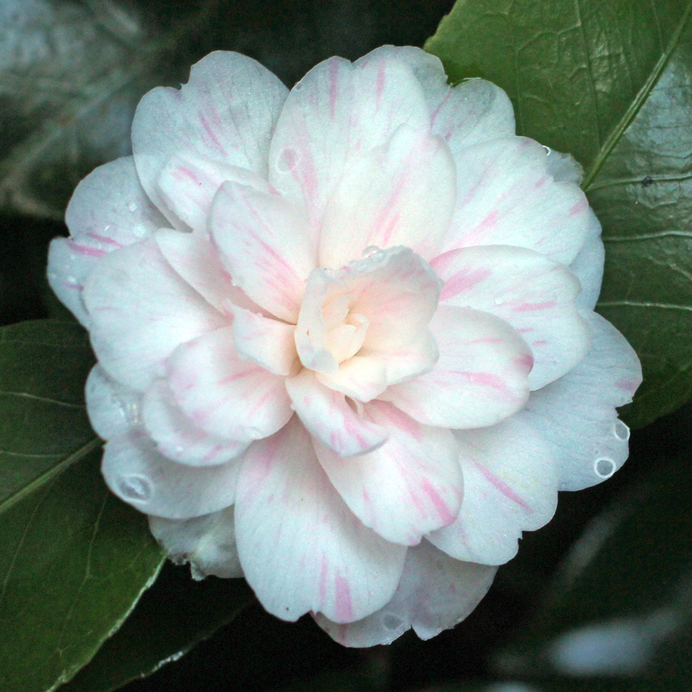 Camellia japonica 'Picturata'