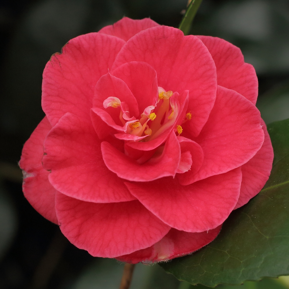 Camellia japonica 'Pink Audusson'