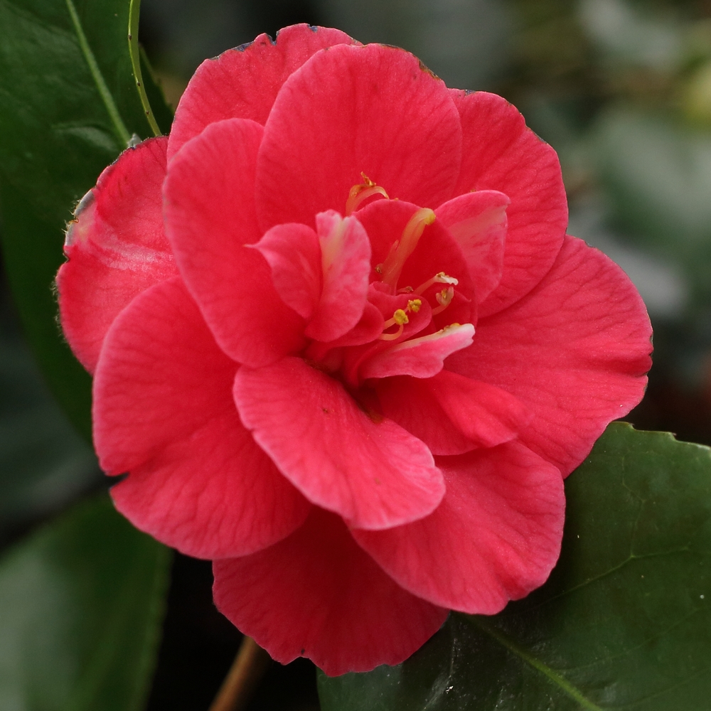 Camellia japonica 'Pink Audusson'
