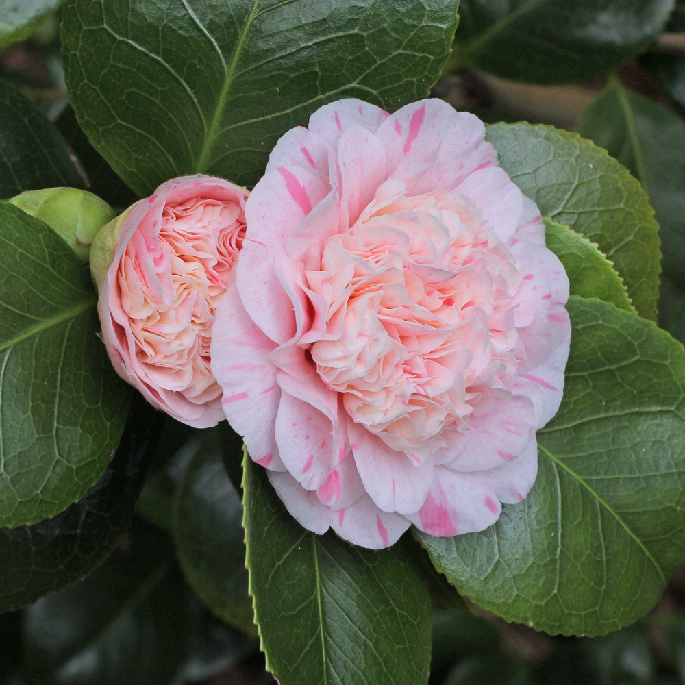 Camellia japonica 'Trionfo di Lodi'