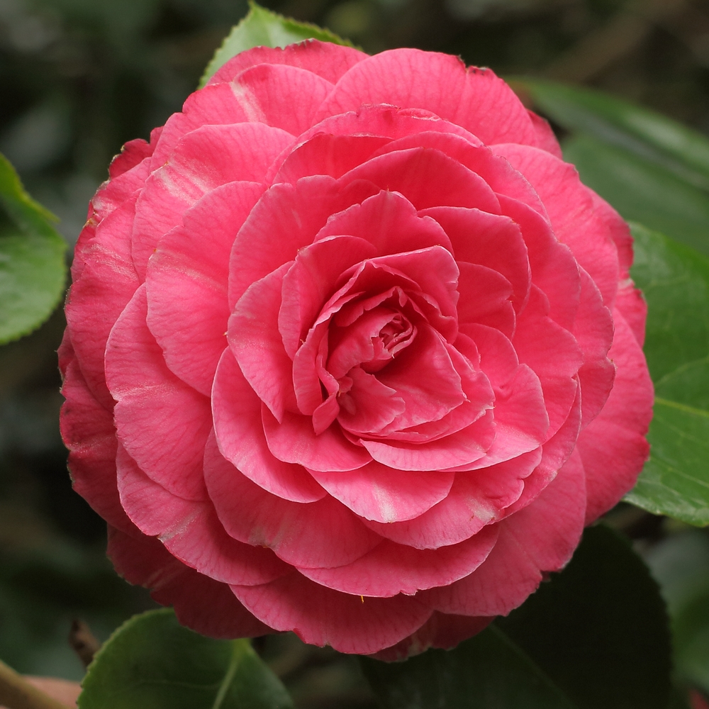 Camellia japonica 'Valtevereda'