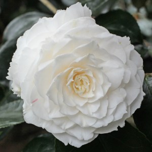 Camellia japonica 'Elisabeth'