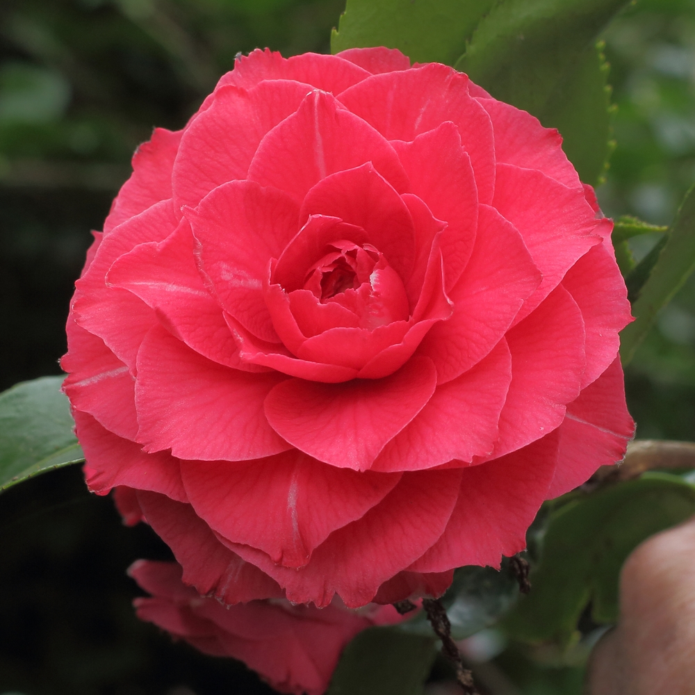 Camellia japonica 'La Pace'