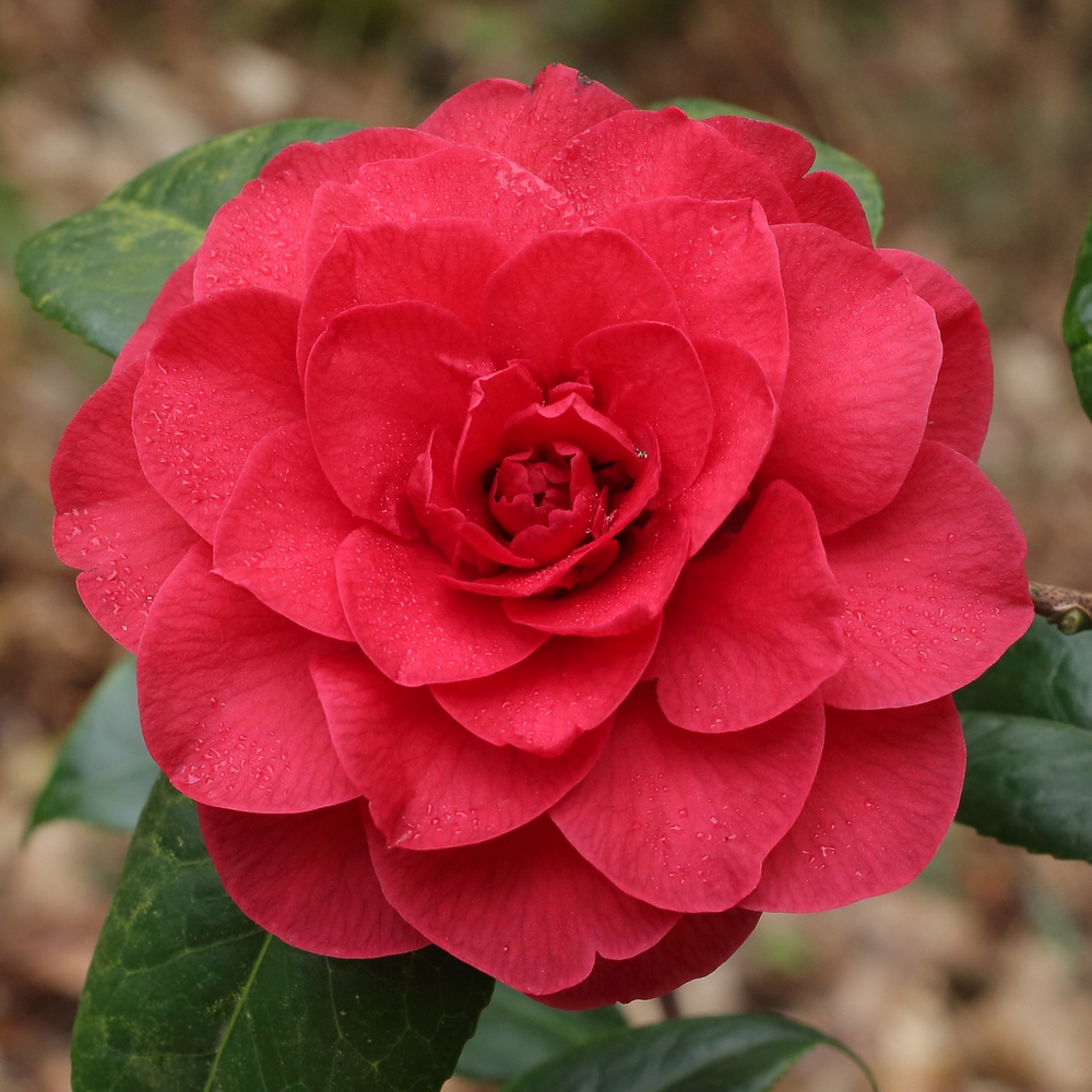 Camellia x williamsii 'Les Jury'