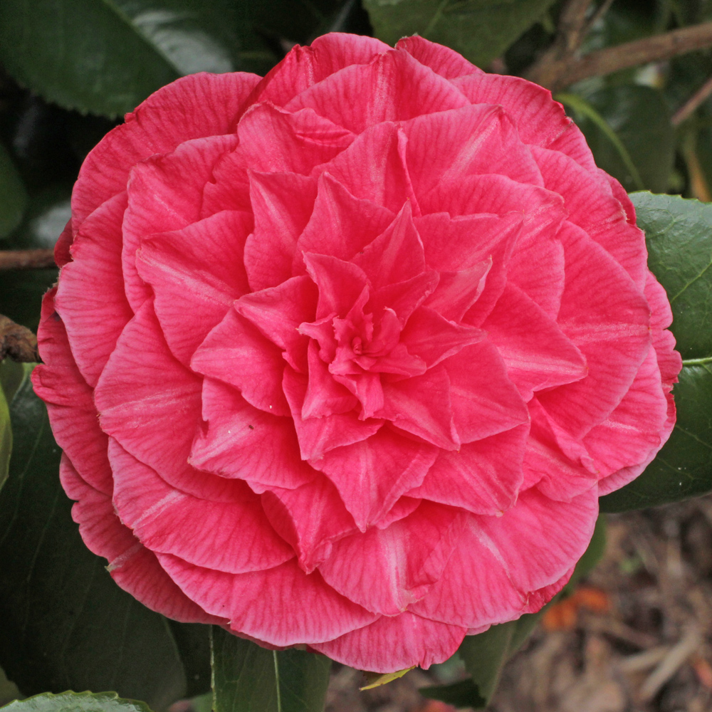Camellia japonica 'Madame Haas'