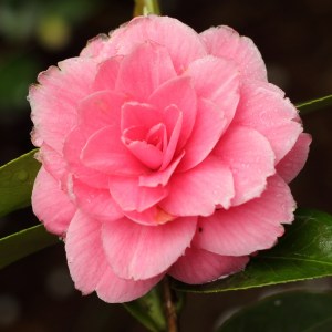 Camellia japonica 'Mrs Tingley'
