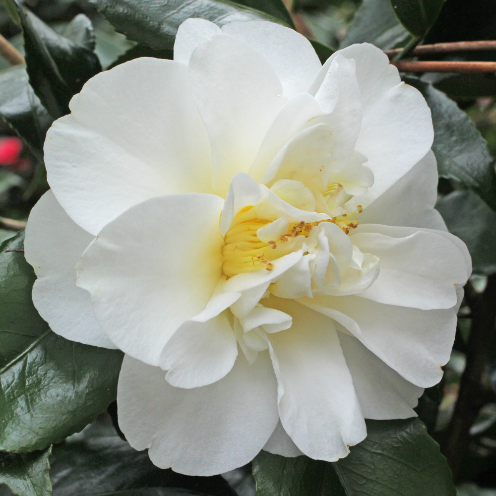 Camellia japonica 'Sea Foam'