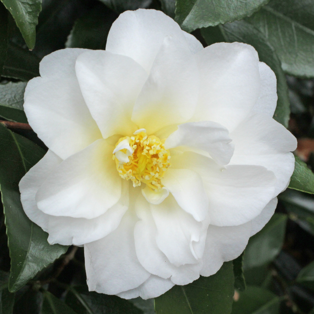 Camellia japonica 'Sea Foam'