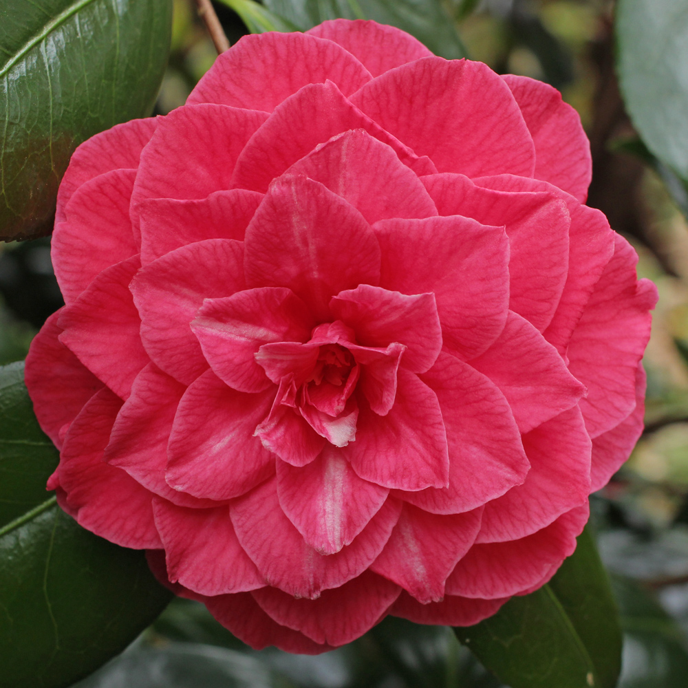 Camellia japonica 'Rubescens Major'