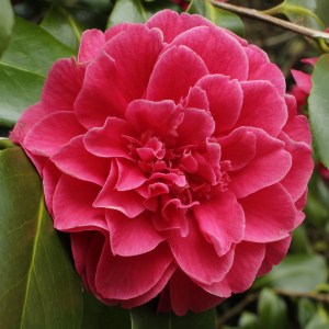 Camellia japonica 'Senator Duncan U. Fletcher'