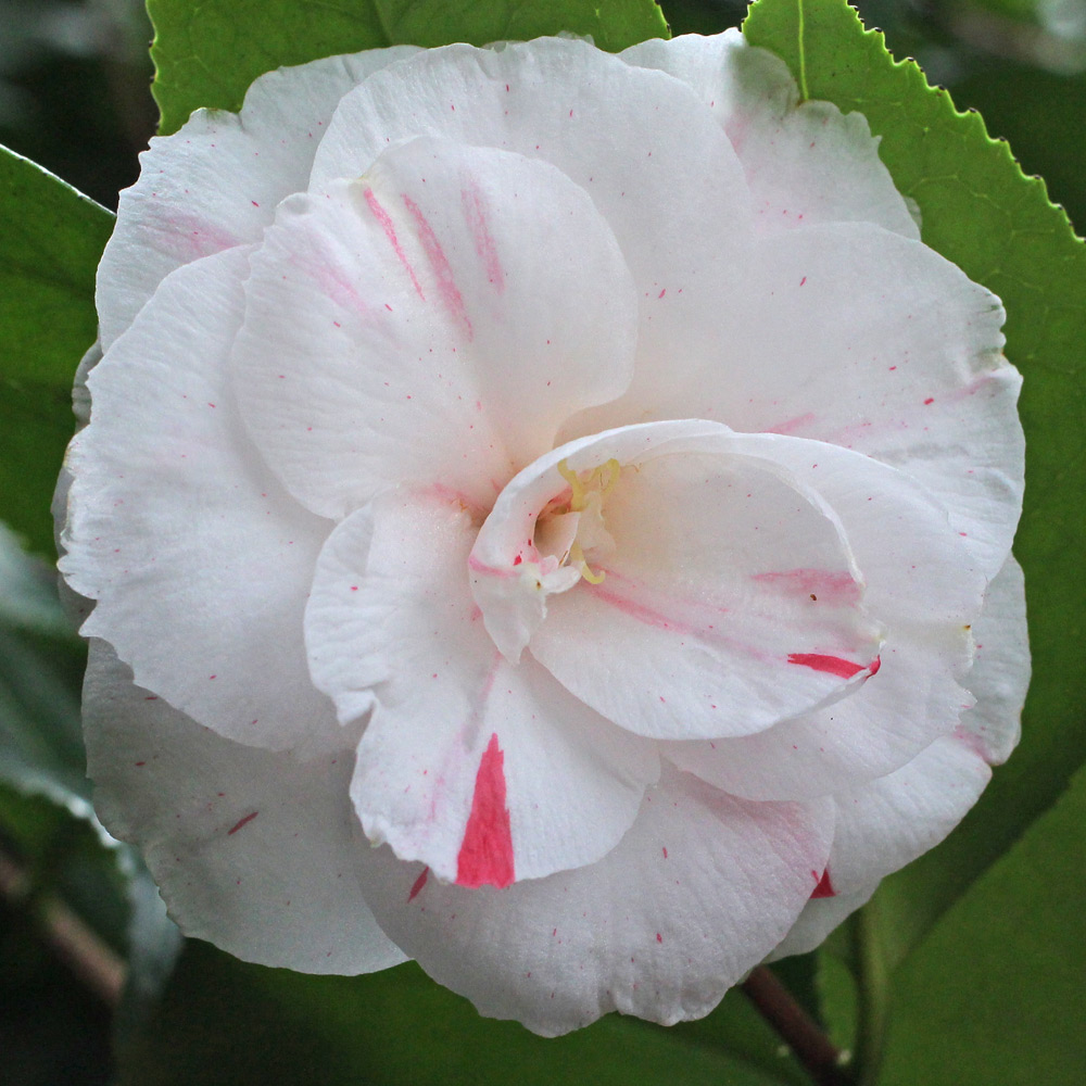 Camellia japonica 'Tricolor Nova'