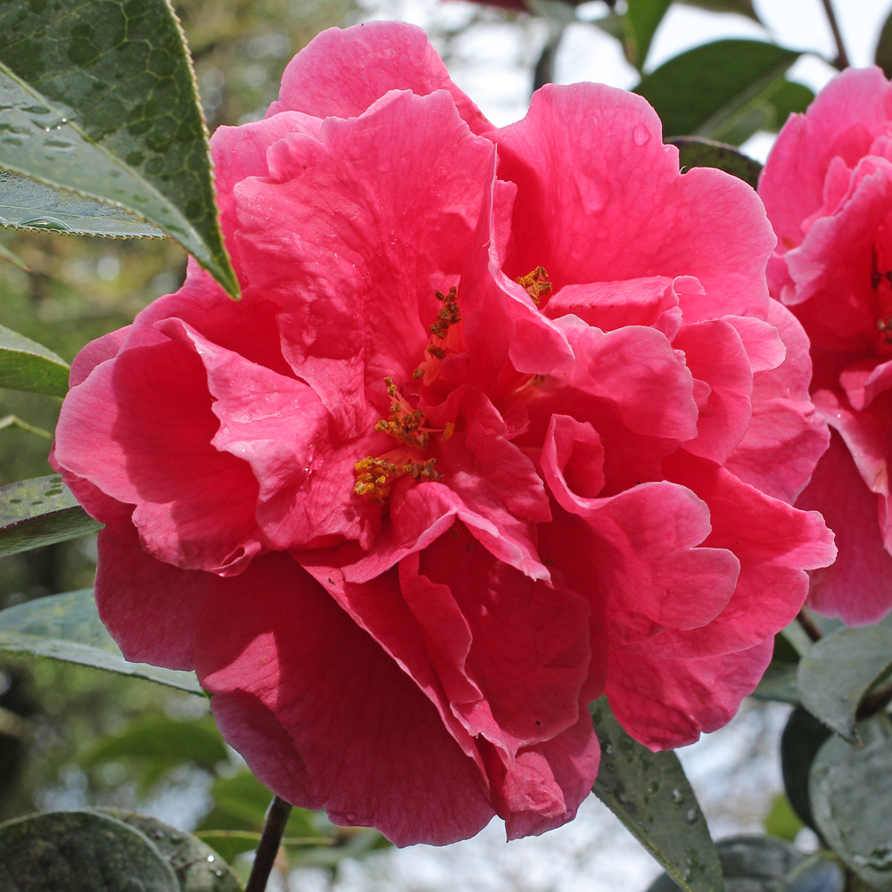 Camellia reticulata 'Ming Temple'
