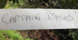 Camellia reticulata 'Songzilin'