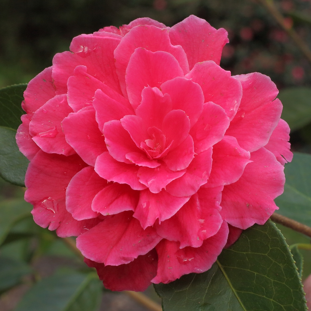 Camellia reticulata 'Songzilin'