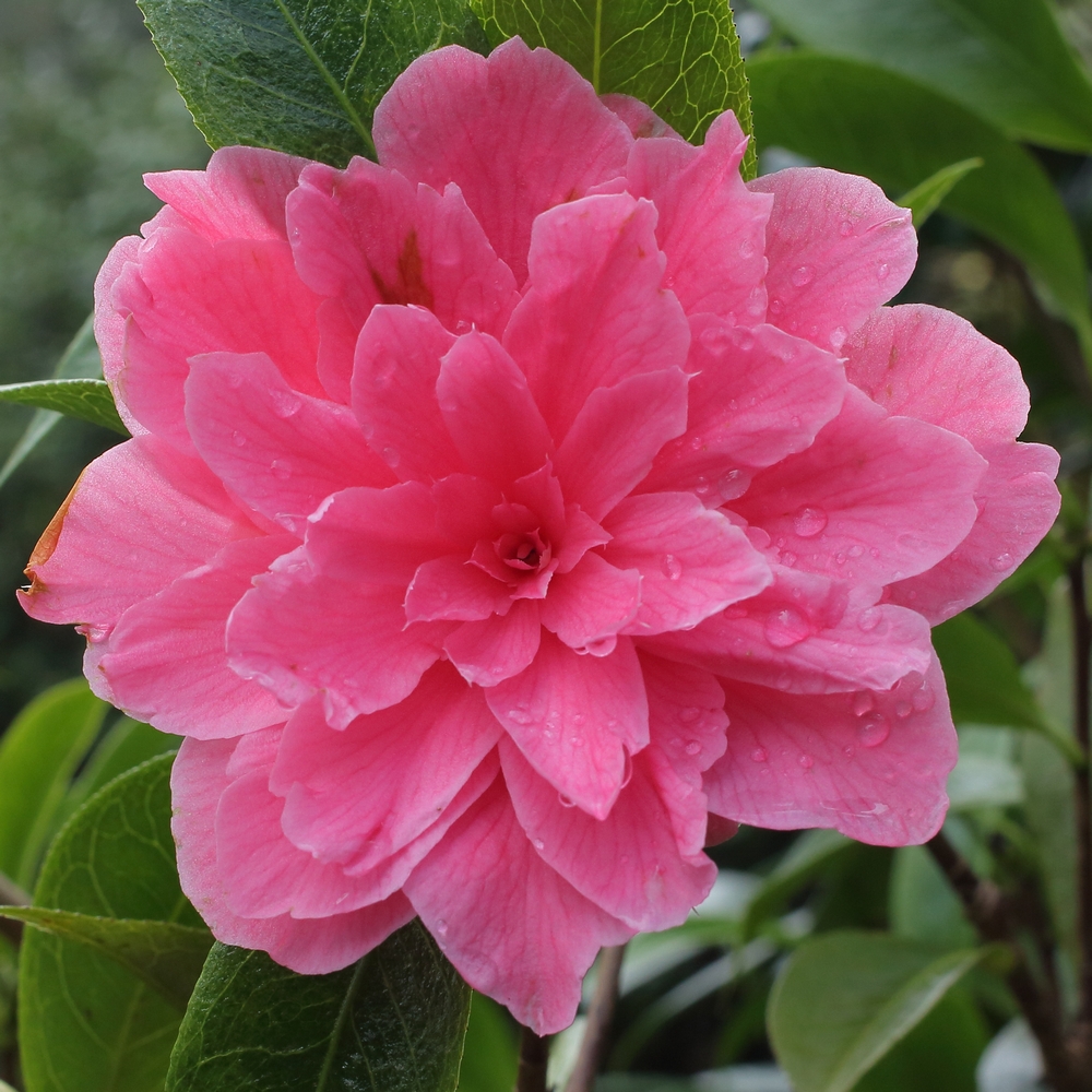 Camellia hybrid 'Valentine Day'