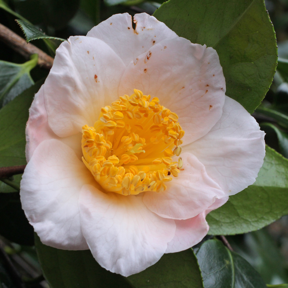 Camellia japonica 'Akebono'