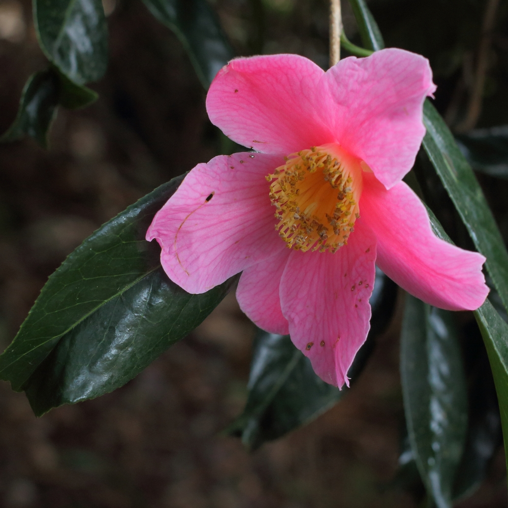 Camellia x williamsii 'C.F. Coates'