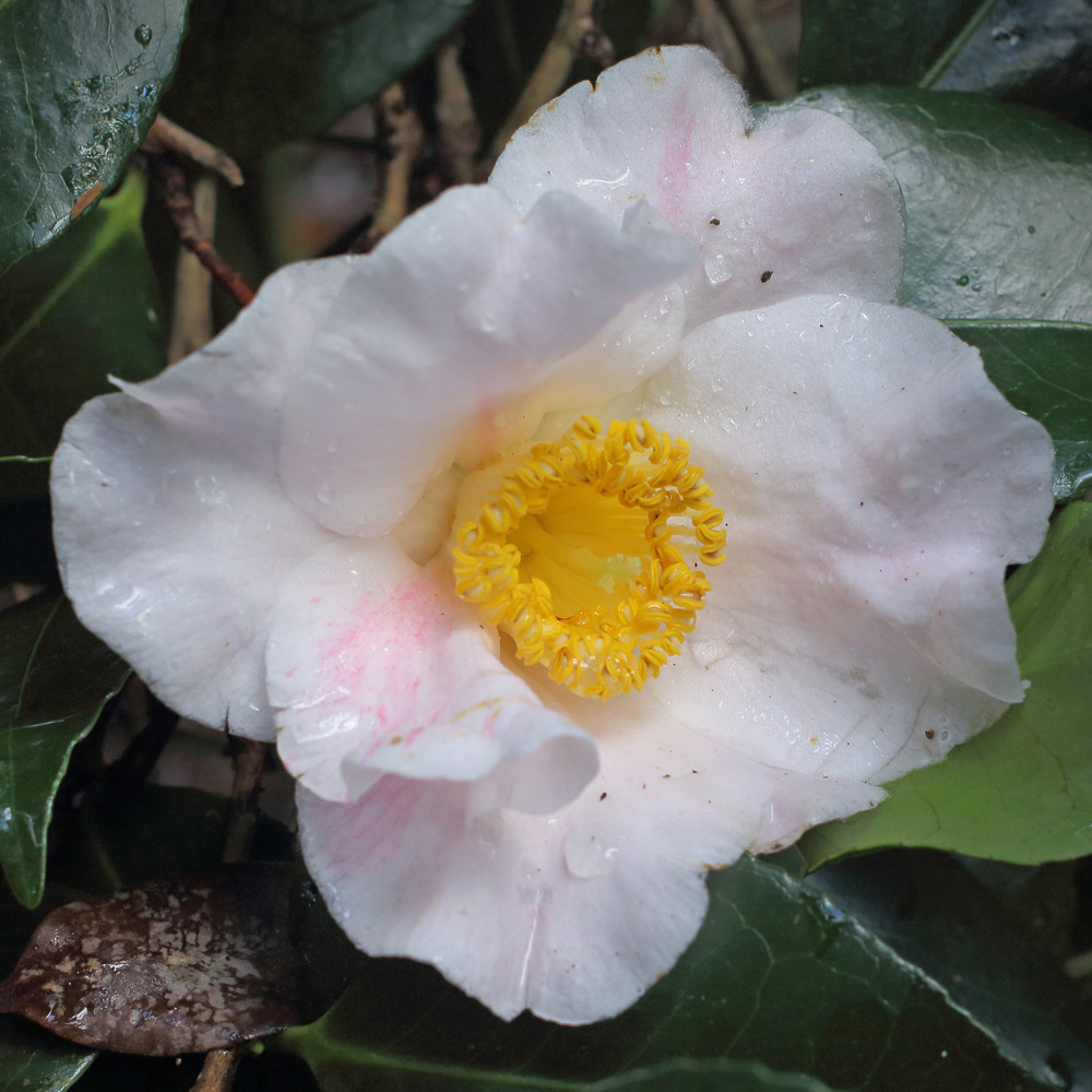 Camellia japonica 'Clarissa'