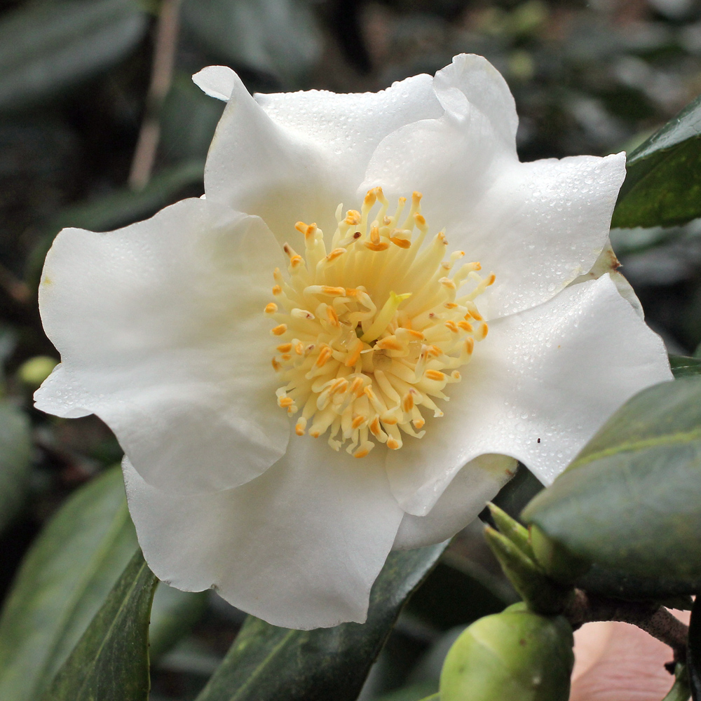 Camellia x williamsii 'Coppelia Alba'