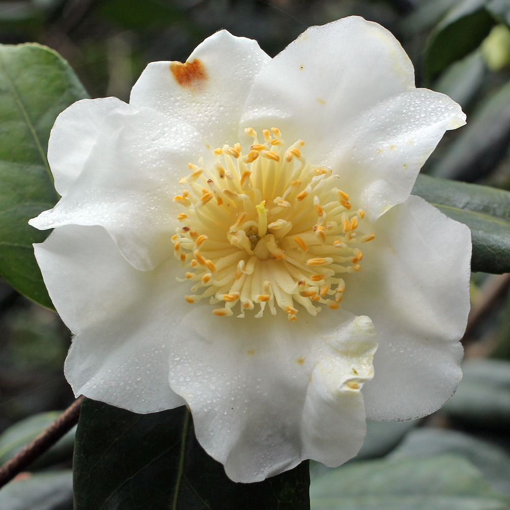Camellia x williamsii 'Coppelia Alba'