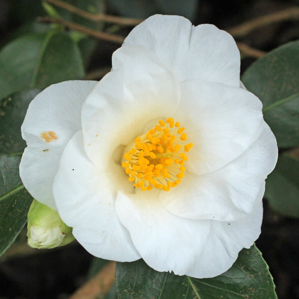Camellia japonica 'Devonia'