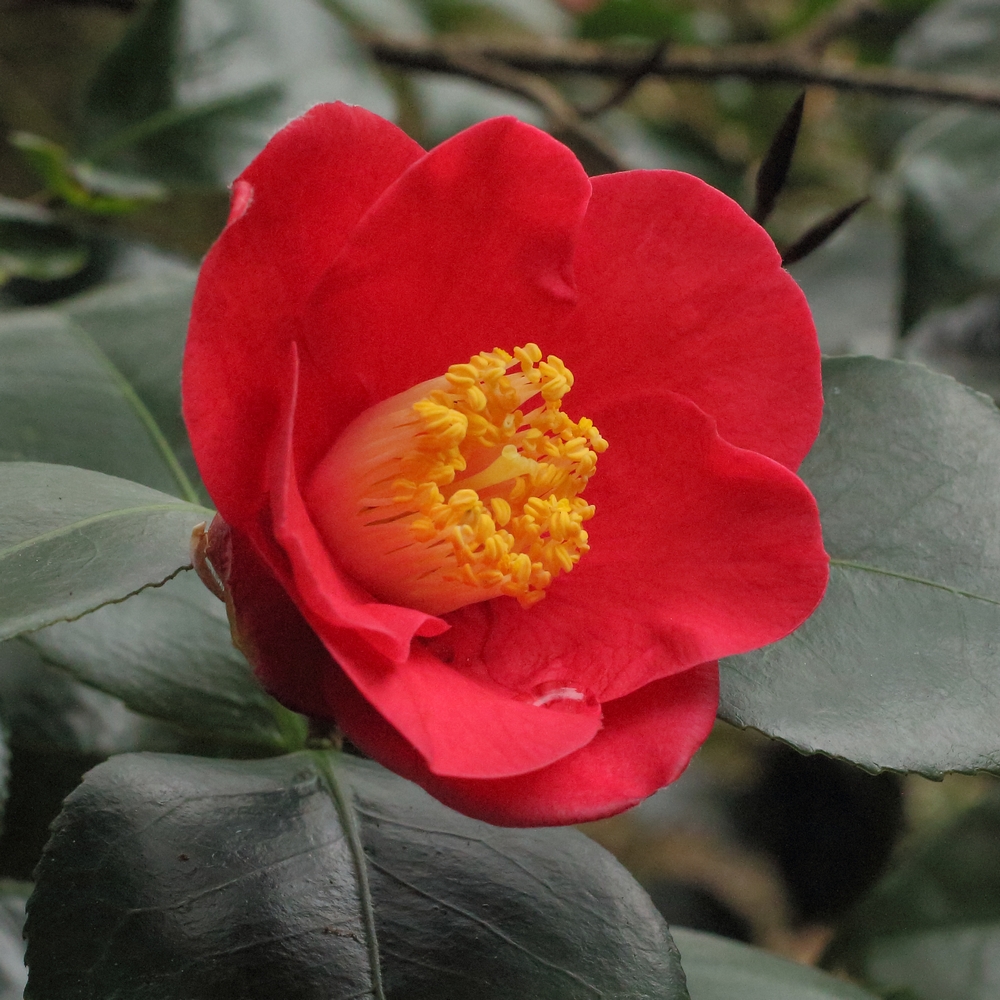 Camellia japonica 'Fragrans Comber'