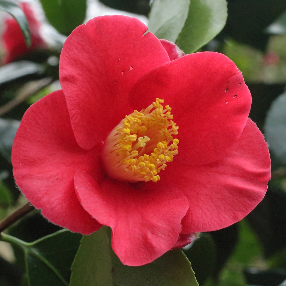 Camellia japonica 'Fragrans Comber'