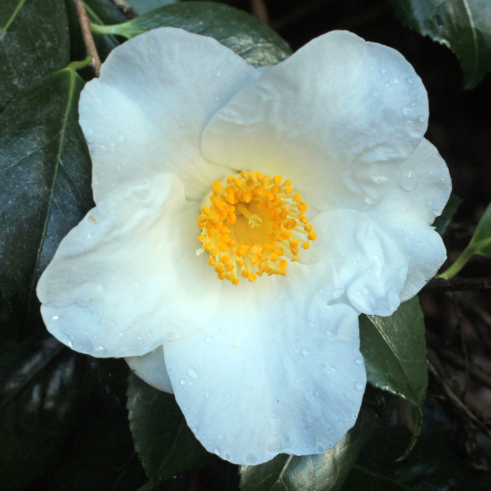 Camellia x williamsii 'Francis Hanger'