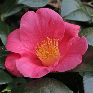 Camellia japonica 'Hassaku'