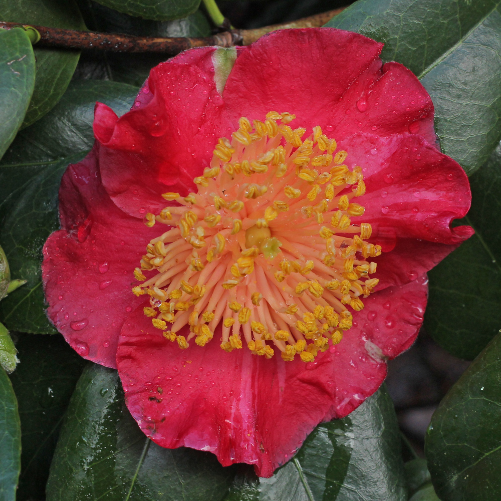 Camellia japonica 'Jitsugetsusei' (Higo)