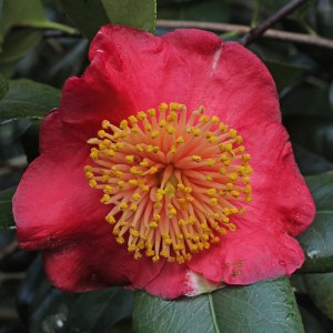 Camellia japonica 'Jitsugetsusei' (Higo)