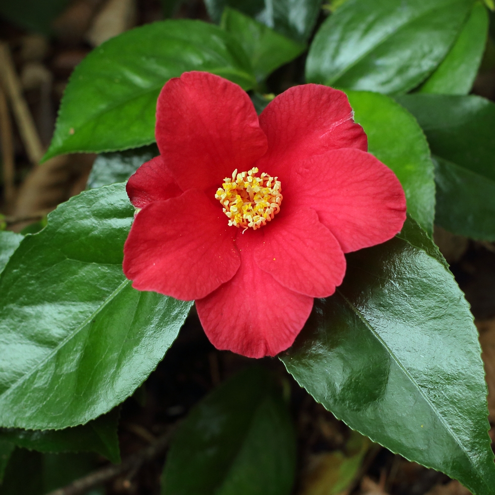 Camellia japonica 'Mrs T Brockhouse'