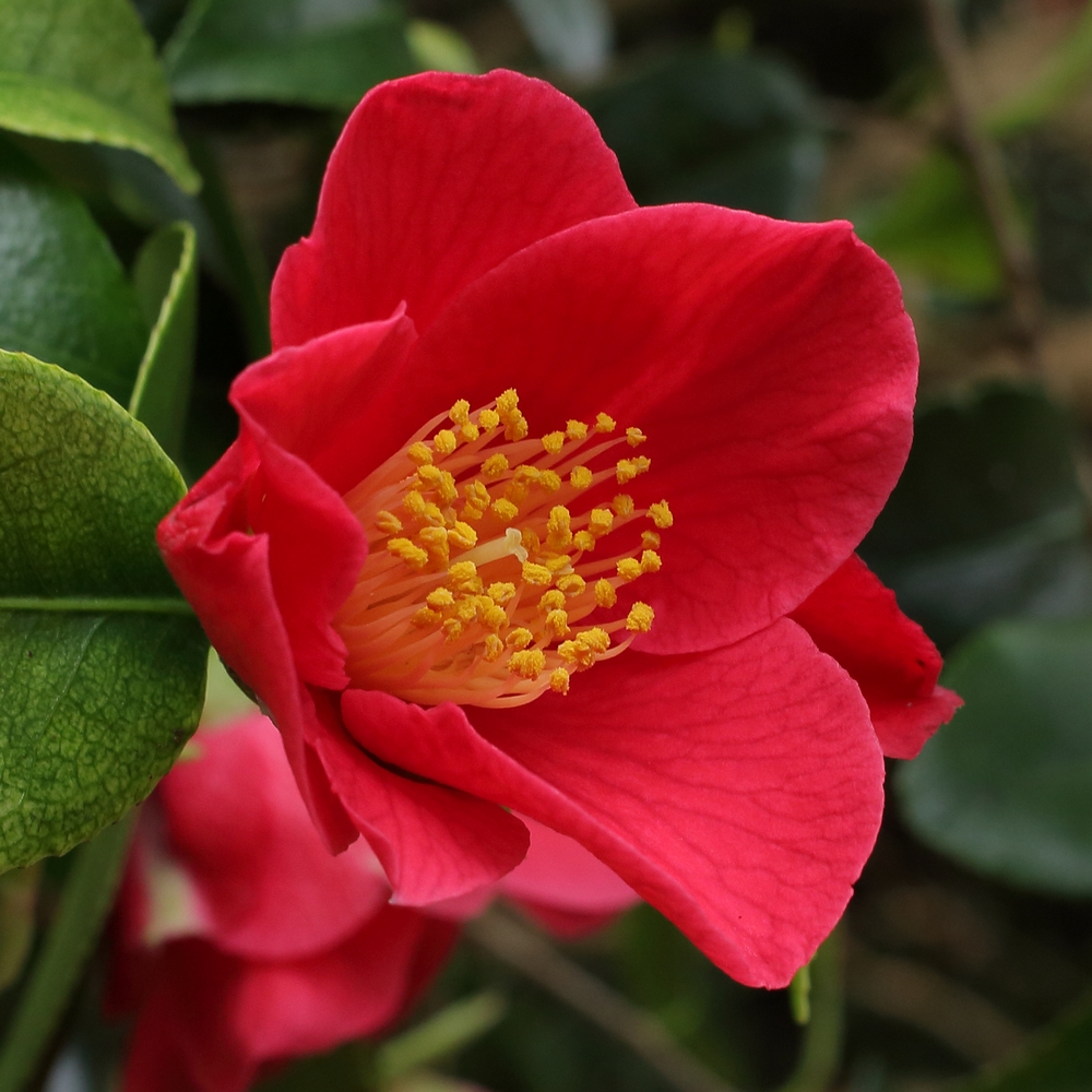 Camellia japonica 'Puck'